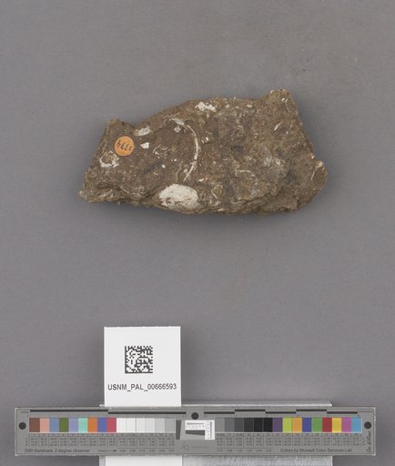 Bivalvia