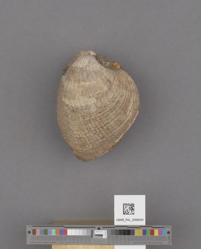 Bivalvia
