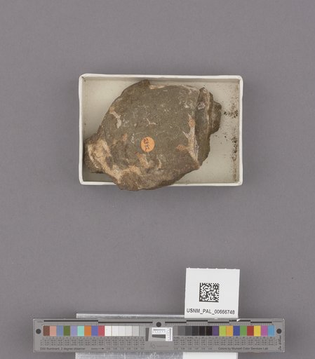 Gastropoda