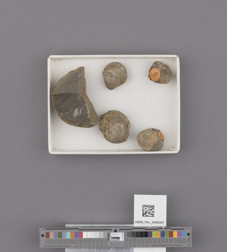 Gastropoda