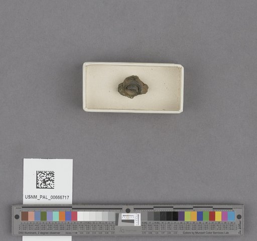 Gastropoda