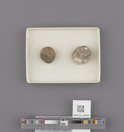 Gastropoda