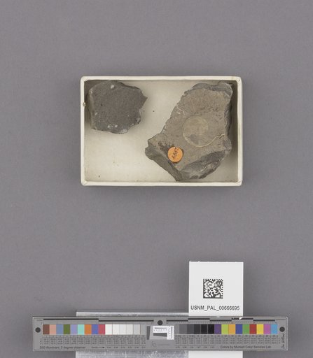 Gastropoda
