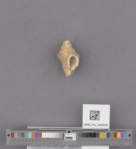 Gastropoda
