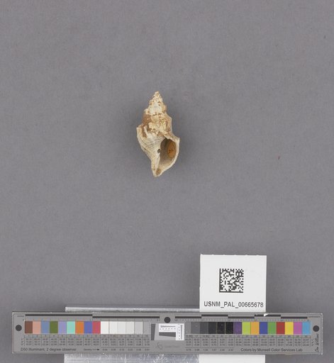 Gastropoda