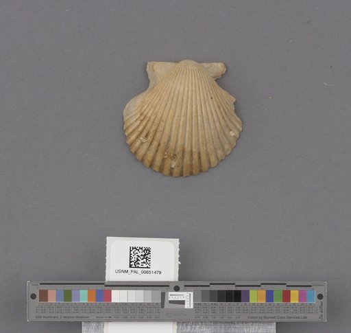 Bivalvia