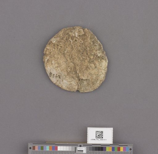 Echinoidea