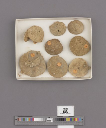 Echinoidea