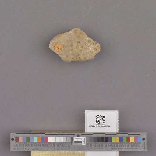 Echinoidea