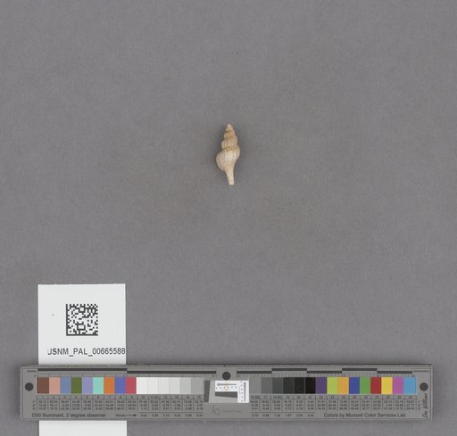 Gastropoda