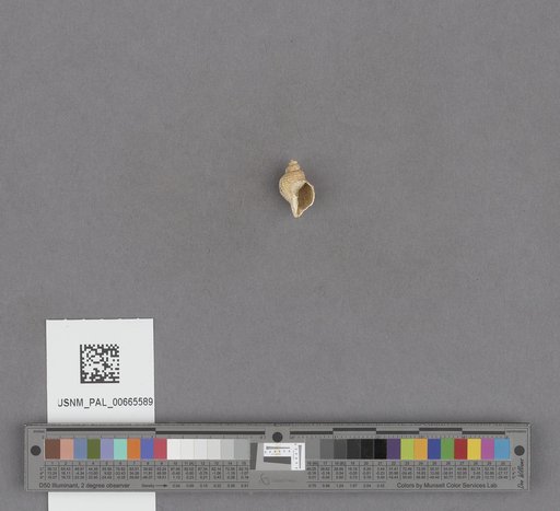 Gastropoda