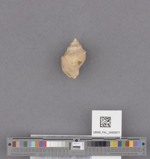 Gastropoda