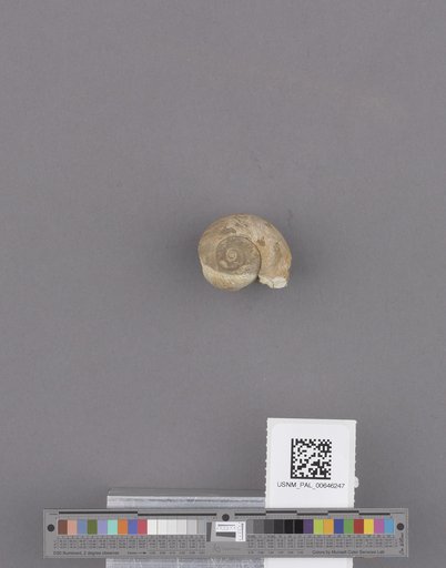 Gastropoda
