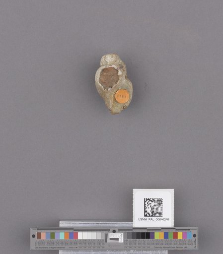 Gastropoda