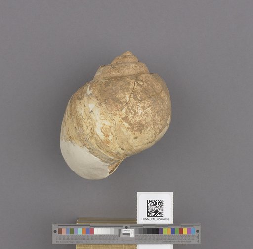 Gastropoda