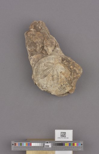 Echinoidea