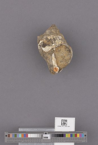 Gastropoda