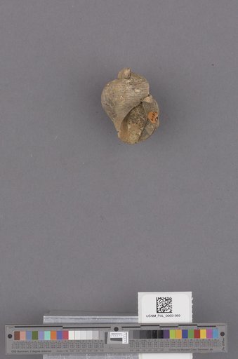 Gastropoda