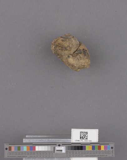 Gastropoda