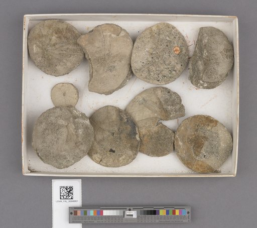 Echinoidea