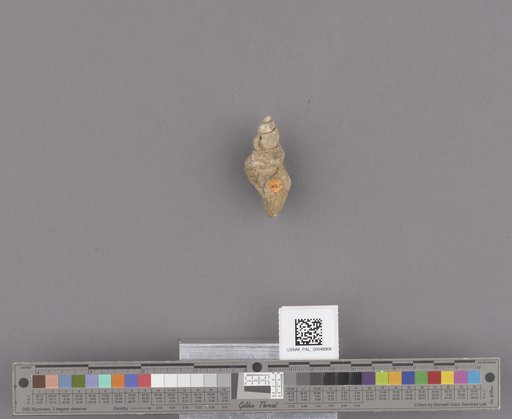 Gastropoda