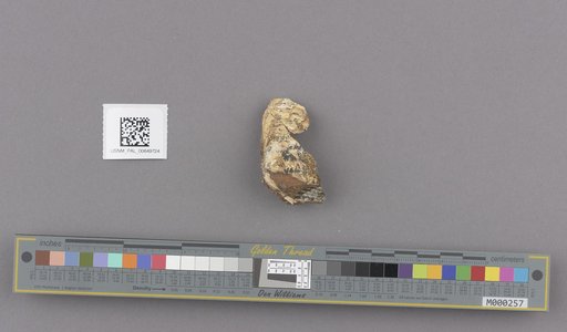 Bivalvia