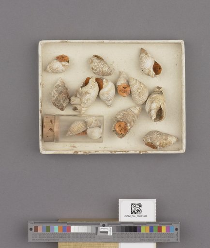 Gastropoda
