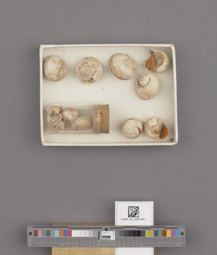 Gastropoda