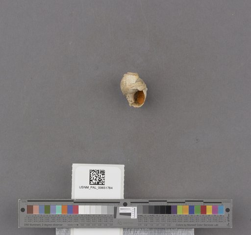 Gastropoda