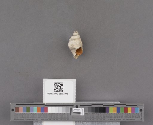 Gastropoda
