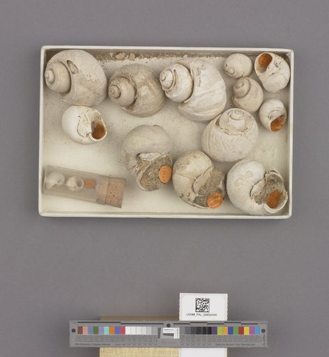 Gastropoda