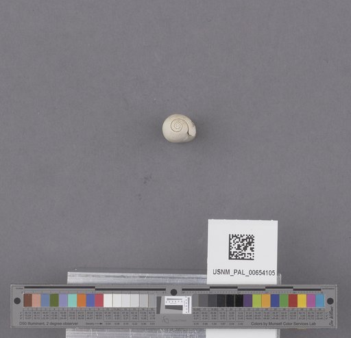Gastropoda