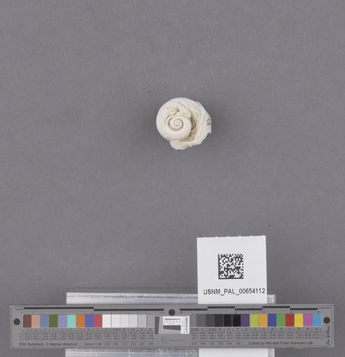 Gastropoda