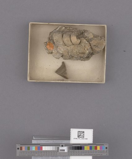 Gastropoda