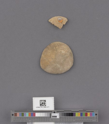 Echinoidea