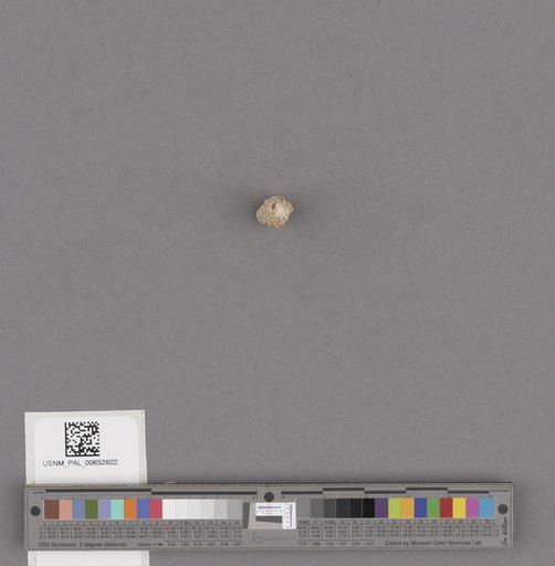 Gastropoda