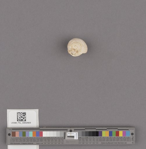 Gastropoda