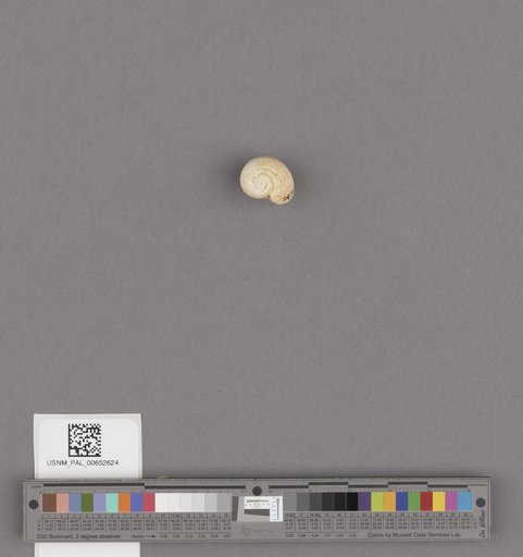Gastropoda