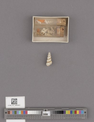 Gastropoda