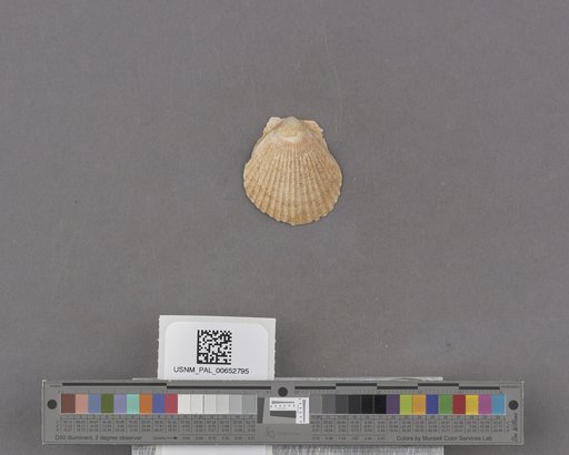 Bivalvia