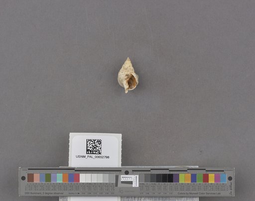 Gastropoda