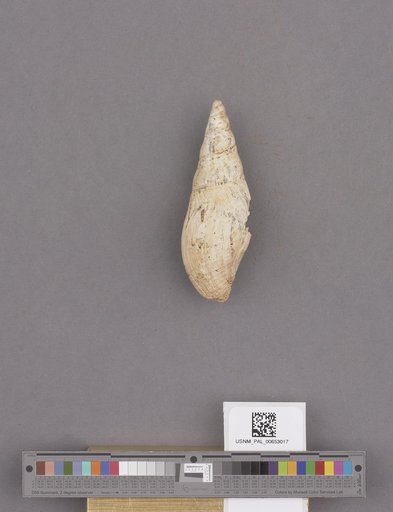 Gastropoda