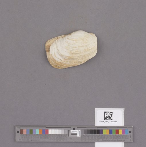 Bivalvia