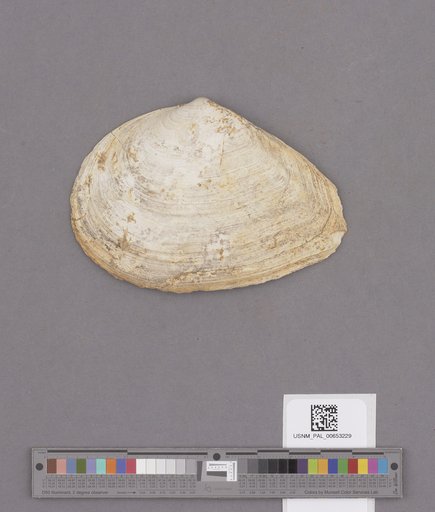 Bivalvia