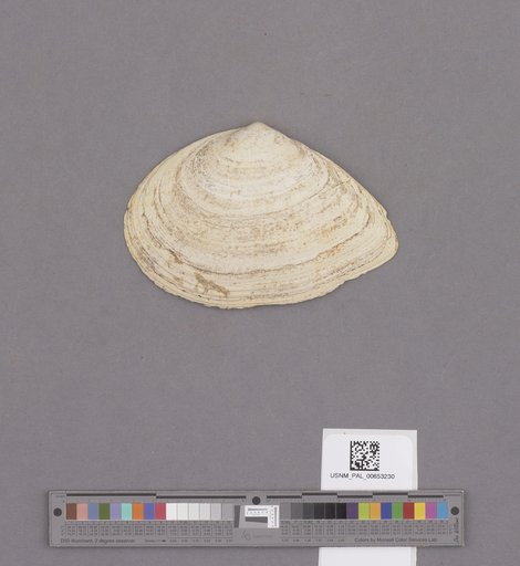 Bivalvia