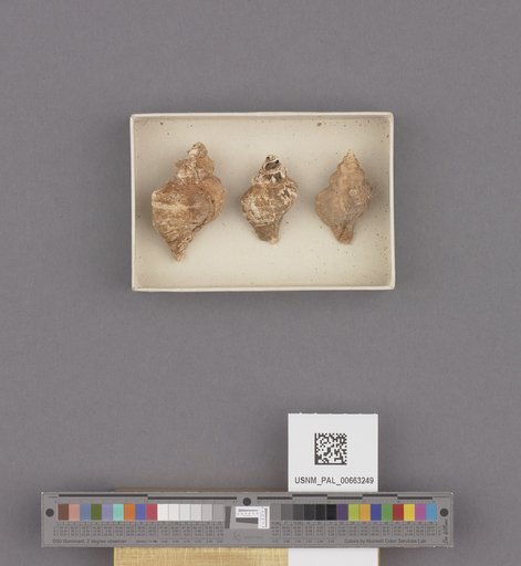 Gastropoda