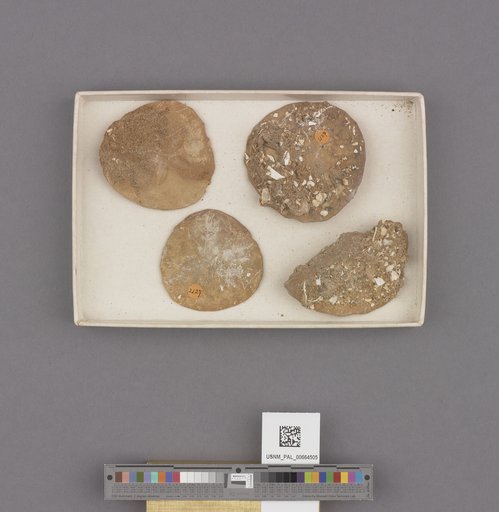 Echinoidea