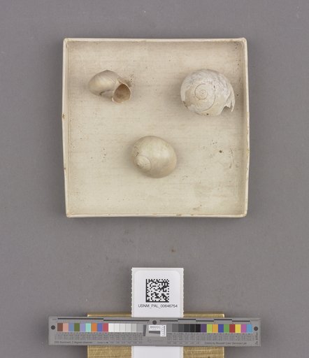 Gastropoda