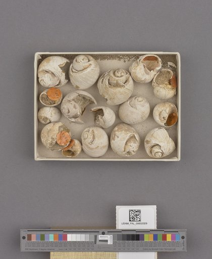 Gastropoda