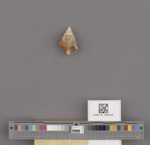 Gastropoda